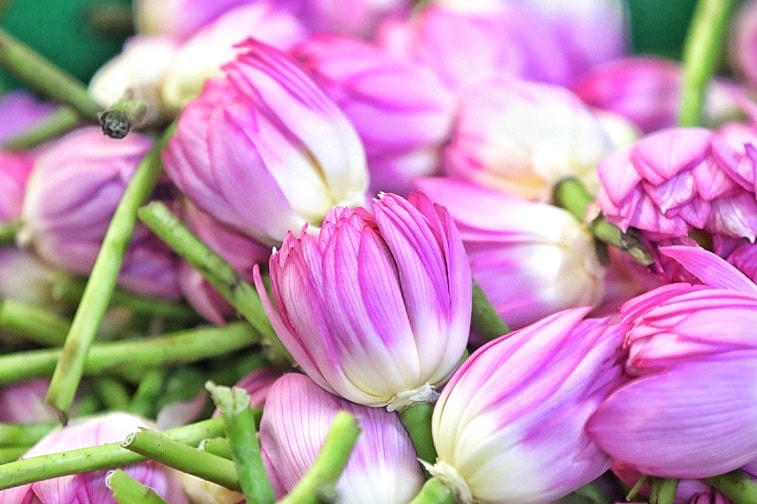 "Trà sen ướp xổi không cầu kì như trà sen truyền thống. Mỗi bông sen khi thu hoạch về sẽ được bỏ một lượng trà ướp với gạo sen và buộc lại bằng lạt đóng gói, hút chân không sau đó mấy tiếng. Mỗi bông trà sen ướp xổi được bán với giá 35-50 nghìn đồng/bông, dù không bằng trà sen truyền thống nhưng uống trà sen ướp xổi vẫn giúp người thưởng thức cảm nhận được vị sen của hồ Tây” , bà Dần cho biết thêm. 