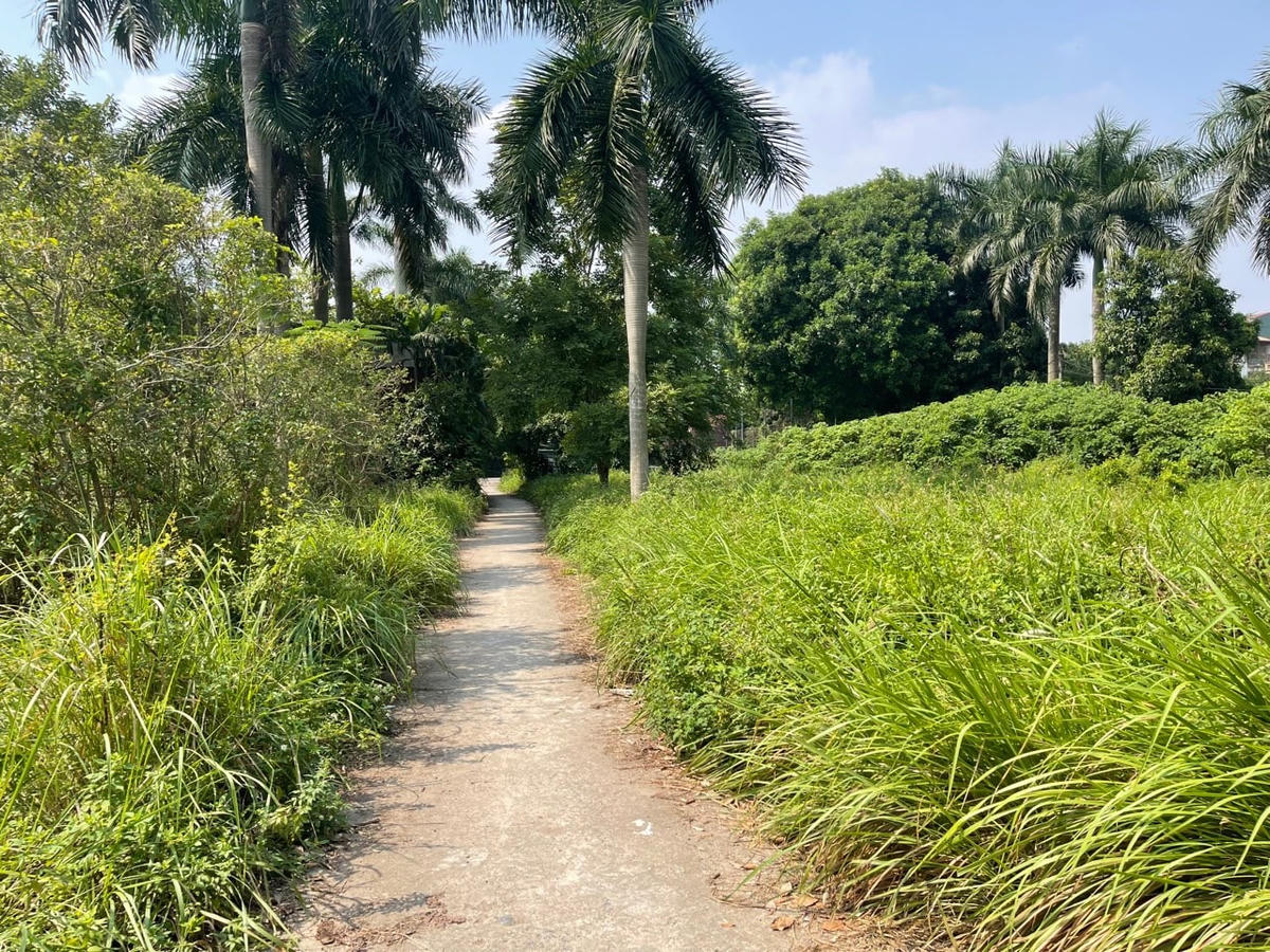 Cỏ dại mọc um tùm, cao ngang người phía lối đi vào bên trong khu sinh thái.