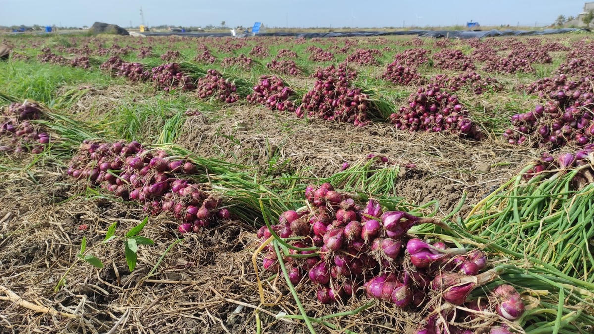 Sau khi thu hoạch, củ và thân hành được trải lên mặt ruộng hoặc sân nhà để phơi khoảng 1 tuần.