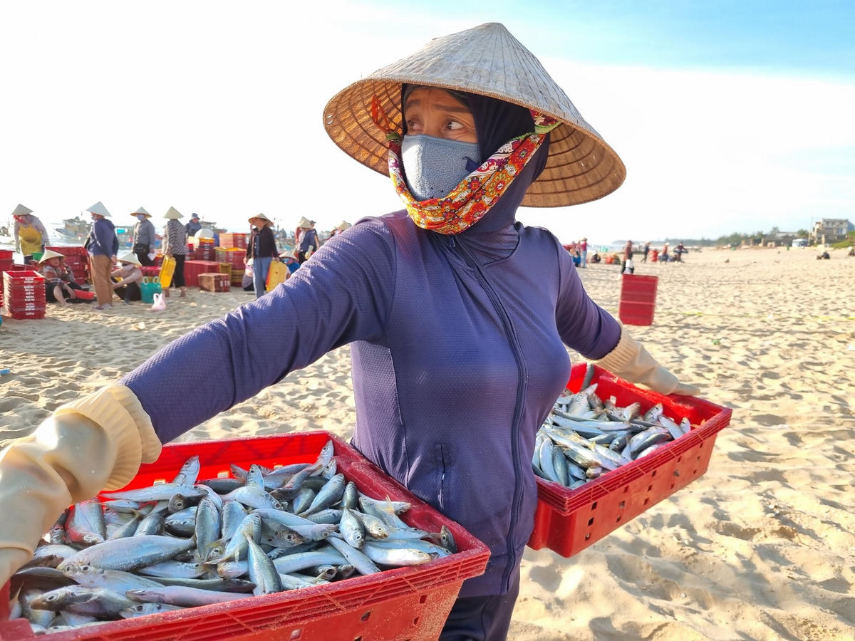 Được mùa trong những ngày hè, ngư dân liên tục vận chuyển những mẻ cá tươi rói từ khoang thuyền lên bờ. Nhờ bội thu, trung bình mỗi chiếc thuyền ra khơi đem về gần 2 triệu đồng mỗi ngày.