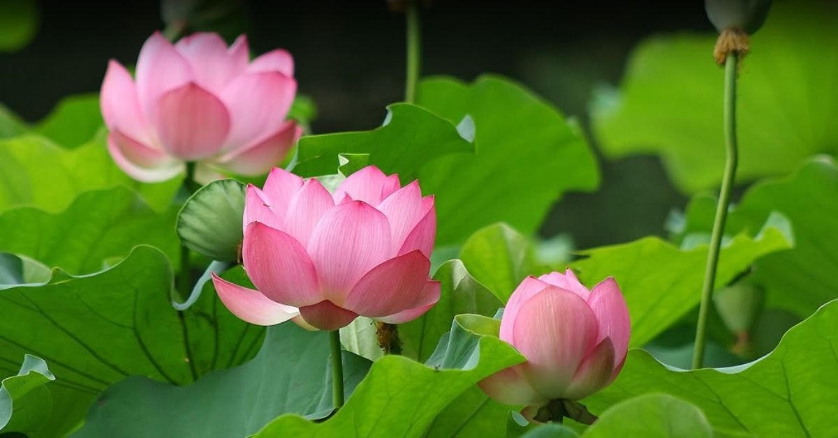 Hoa sen.