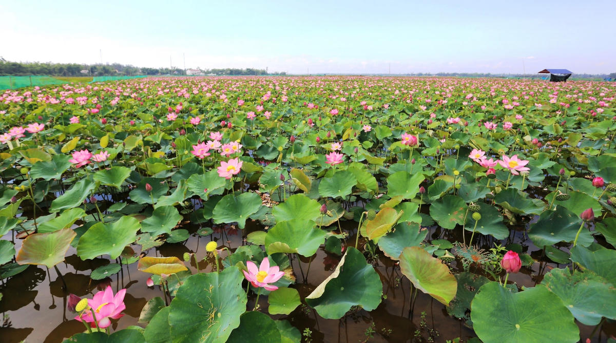 Cánh đồng sen ở huyện Thăng Bình, tỉnh Quảng Nam.