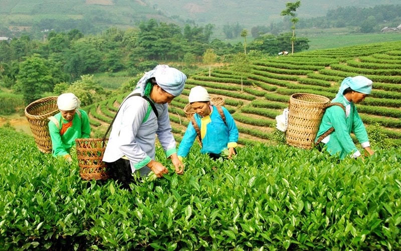 Các tiểu dự án tạo sinh kế đã từng bước cải thiện thu nhập cho phụ nữ vùng cao ở Lào Cai.