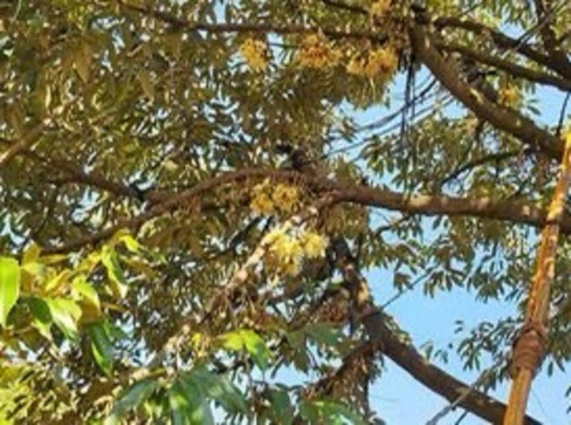 Những bông hoa sầu riêng báo hiệu một vụ mùa thắng lợi.