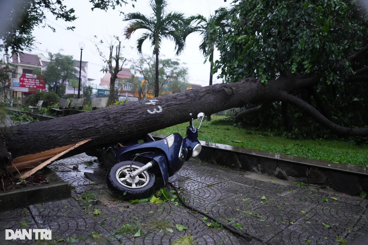 Cây to bật gốc, đè bẹp một chiếc xe máy trên vỉa hè ở giao lộ Hai Bà Trưng - Tôn Đức Thắng (Ảnh: Hữu Khoa/ Dân Trí).