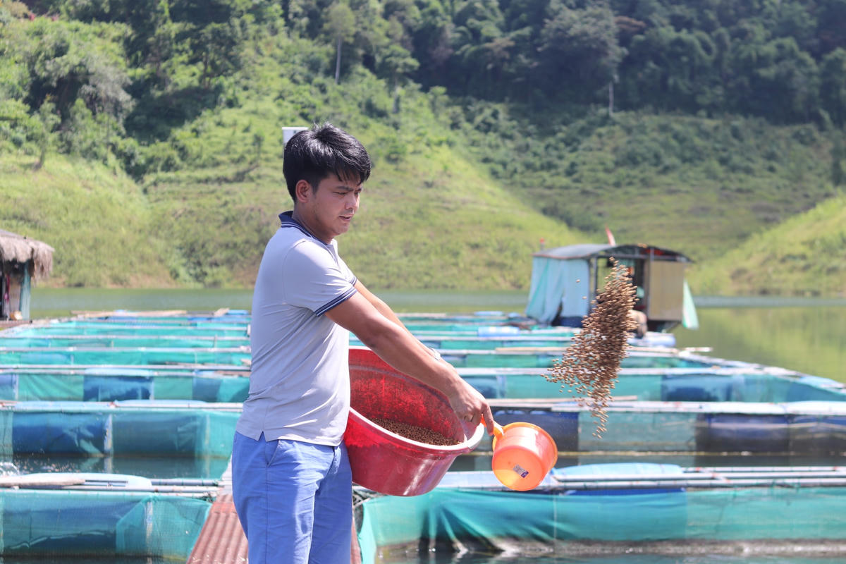 Việc cho cá ăn, anh Sinh thực hiện thường xuyên, đúng khung giờ trong ngày để đảm bảo cung cấp đủ chất dinh dưỡng cho cá.