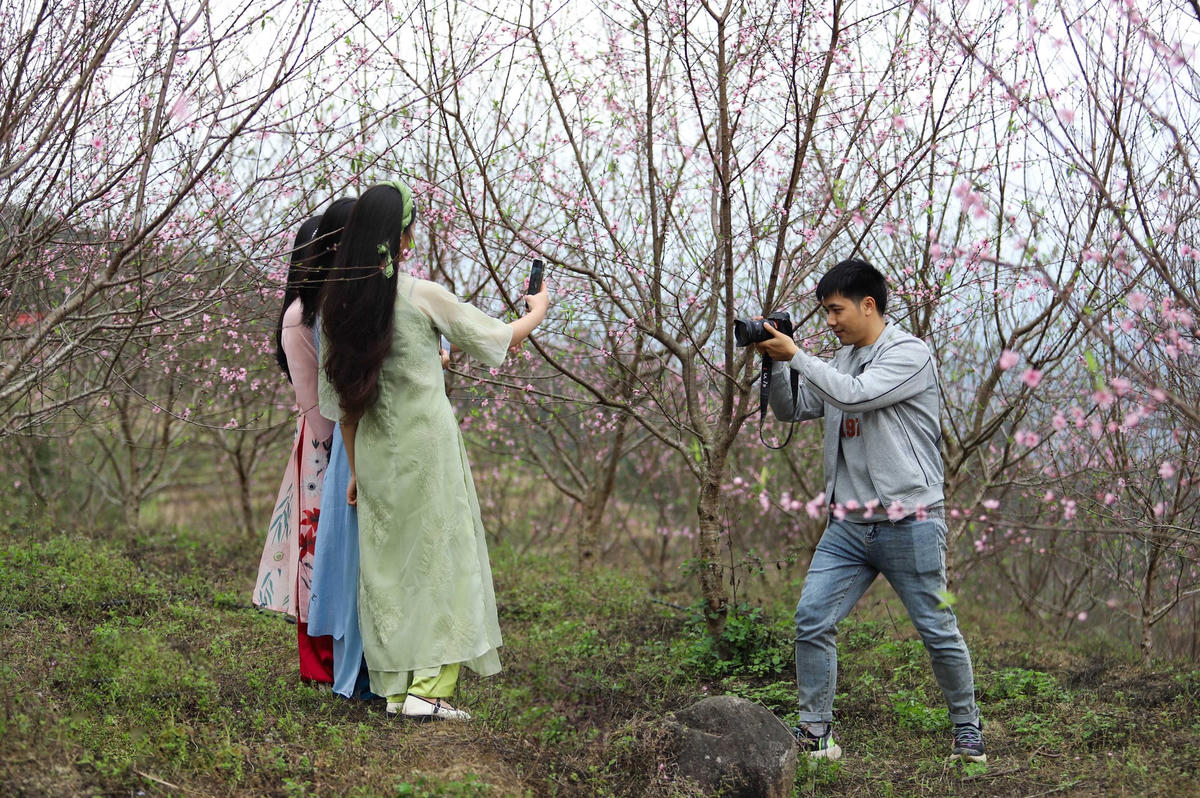 Các vườn đào nở rộ ở Bình Liêu thu hút du khách đến tham quan, chụp ảnh. Ảnh: Ngọc Anh.