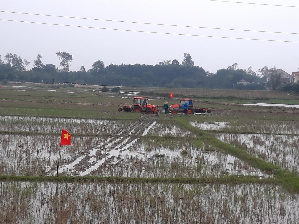 Cánh đồng lúa tại xã Kỳ Văn, huyện Kỳ Anh.