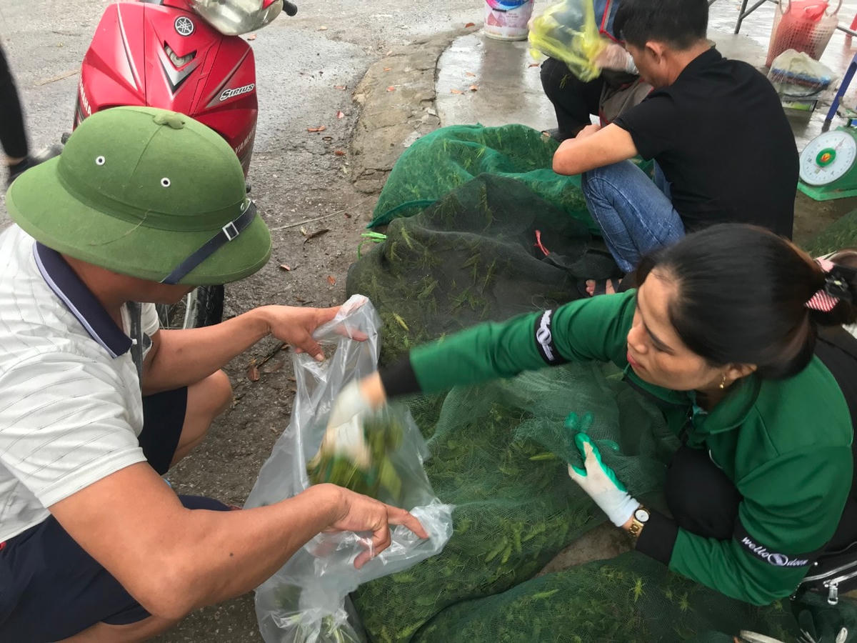 Thực khách được lựa chọn thoải mái những chú cào cào xanh to béo nhất và giá cả cũng cao nhất.