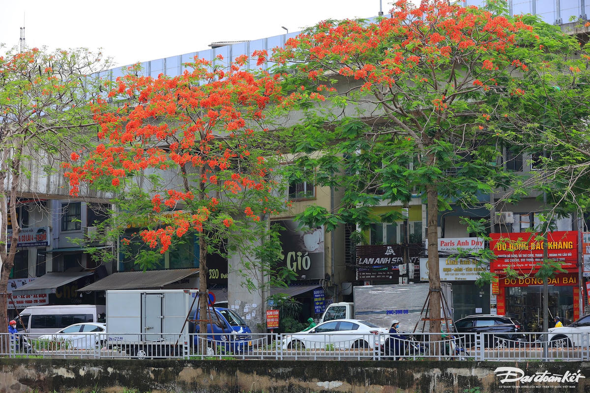 hoa_phuong-le-khanh7.jpg