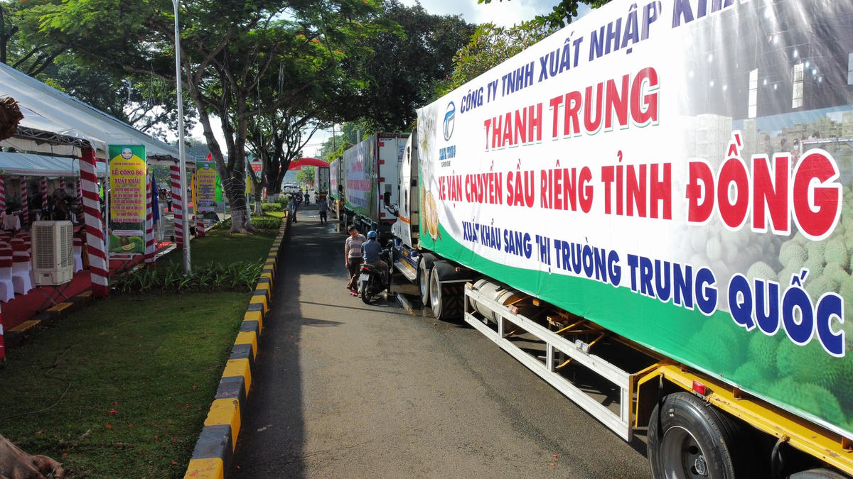 20 container với 360 tấn sầu riêng gồm giống Dona, Ri6 được thu hoạch từ 6 vùng trồng và 6 cơ sở đóng gói sẵn sàng sang thị trường Trung Quốc. Ảnh: Hoàng Long.