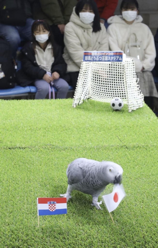 Olivia chọn lá cờ Nhật Bản, đồng nghĩa với dự đoán cho chiến thắng đội nhà. Ảnh: Kyodo News.