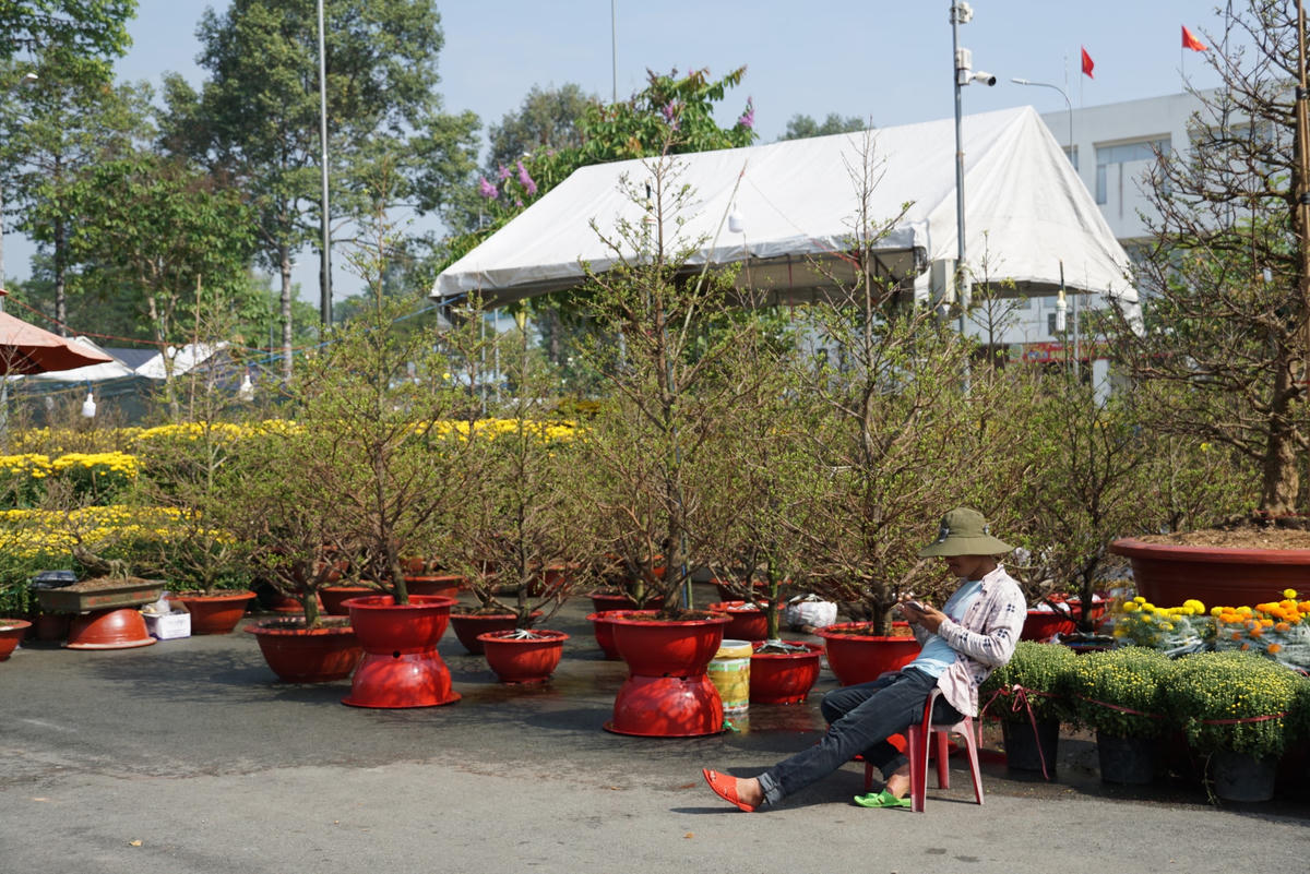 Ông Trần Văn Thành, ngụ Thủ Đức, TP Hồ Chí Minh kinh doanh hoa mai Tết cho biết, ông thuê 1 lô có chiều ngang 3m hết 17 triệu. Từ hôm hội chợ hoa xuân mở cửa đến giờ mới bán được 1 chậu 3 triệu đồng. “Năm nay chắc thua rồi anh. Cả năm đợi có dịp Tết để bán mà giờ vắng người mua quá, lâu lâu mới có người tạt vào xem, làm sao mà bán cho nổi”, ông Thành nói. Ảnh: Mạnh Thìn.