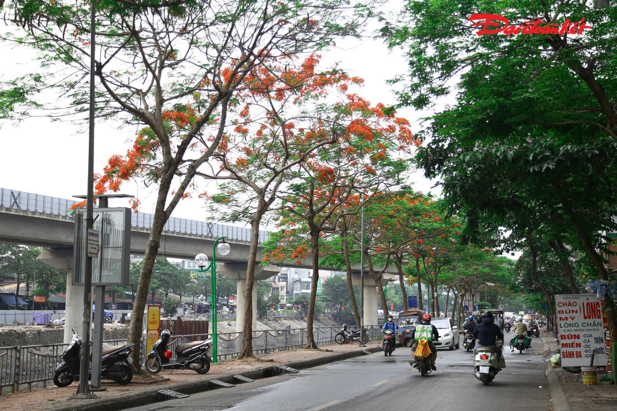 Người dân ở Hà Nội thong dong đi dưới hàng phượng xanh mát cùng những chùm hoa đỏ rực.