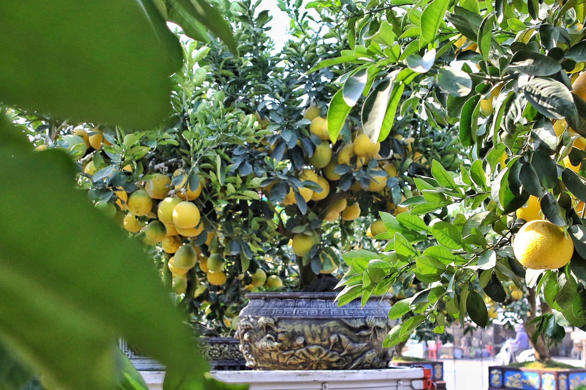 "Ở thời điểm hiện tại thì vườn bưởi của tôi đã bán được 4/10 trên tổng số hơn 300 gốc bưởi. Phần lớn các cây nằm tại vườn ở thôn Phi Liệt, xã Yên Nghĩa, còn những cây đẹp, giá trị cao tôi sẽ di chuyển đến điểm bán cạnh đường to để khách hàng dễ dàng tiếp cận. Nếu bán hết số gốc bưởi này thì tôi sẽ thu về cả vốn lẫn lãi khoảng 6 tỷ đồng", anh Chính chia sẻ.