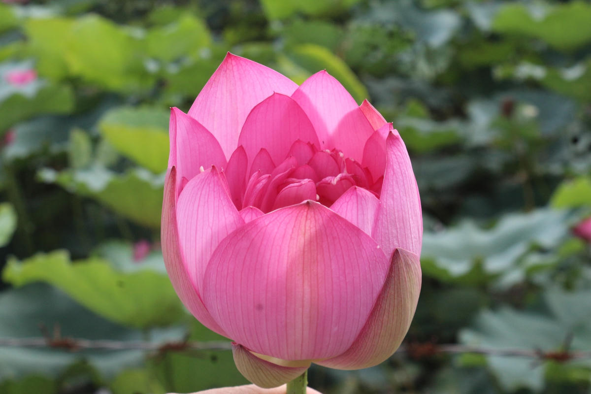 Kỹ thuật trồng sen khá khắt khe.