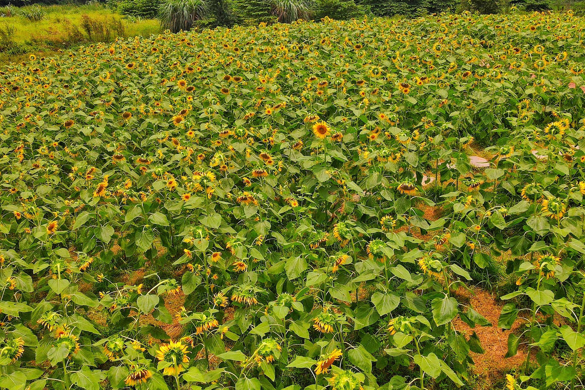 Chị Huyền (Thanh Xuân, Hà Nội) chia sẻ, sau khi thấy hình ảnh đồi hoa nở rộ tại Hưng Yên, chị đã tìm tới nơi đây để chụp lại những bức ảnh đẹp nhất khoe bạn bè.