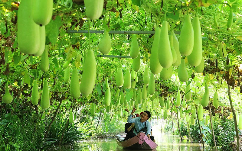 Cú hích cho du lịch nông nghiệp