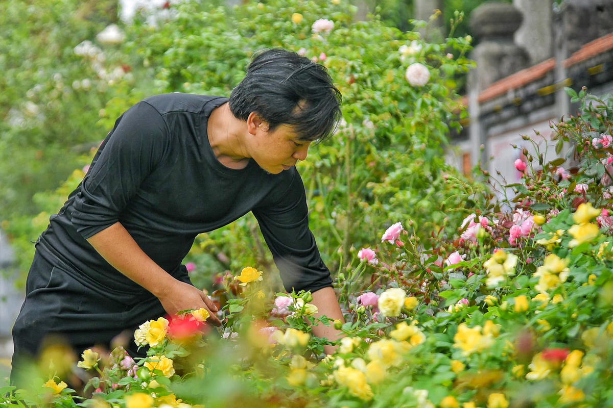 Được biết, đây cũng là Festival hoa đầu tiên được tổ chức tại “thủ phủ” hoa Mê Linh này. Vì vậy, người dân ai cũng hào hứng, bày trí những bông hoa thật tỷ mỷ, đẹp đẽ nhất.