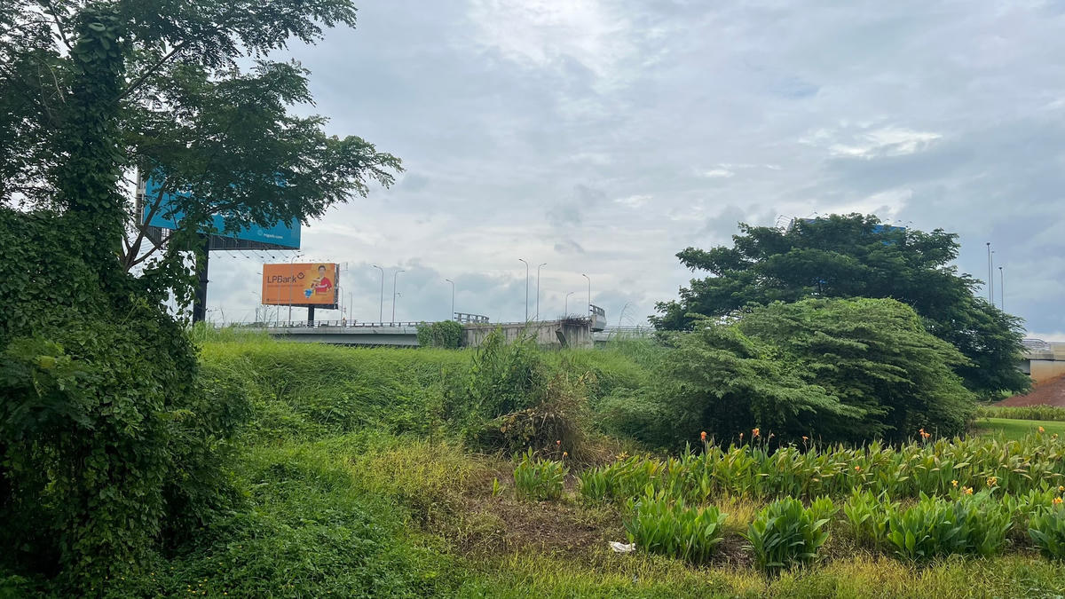 Cỏ mọc um tùm ở nút giao thông Tân Kiên, điểm đầu của dự án BOT đường nối cao tốc TPHCM - Trung Lương. Ảnh: Nguyên Vũ.