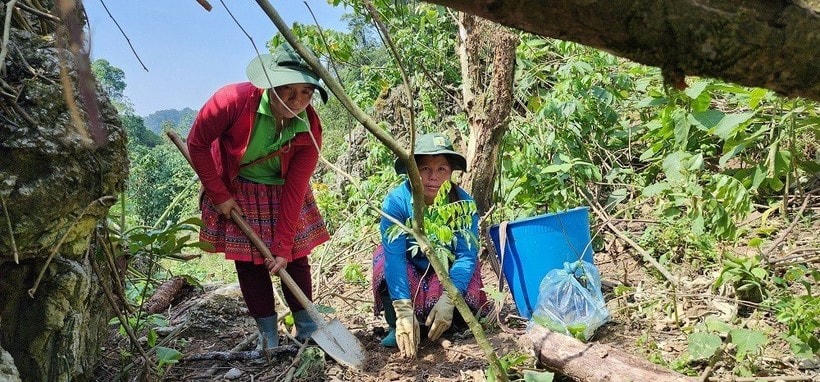 Người dân xã Vân Hồ tổ chức trồng cây "vá" rừng tại bản Hua Tạt.