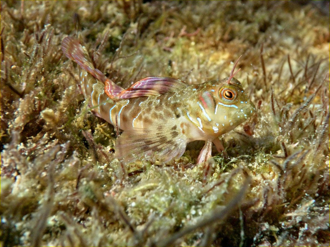 Loài cá blenny kỳ lạ này rất phù hợp với môi trường xung quanh.