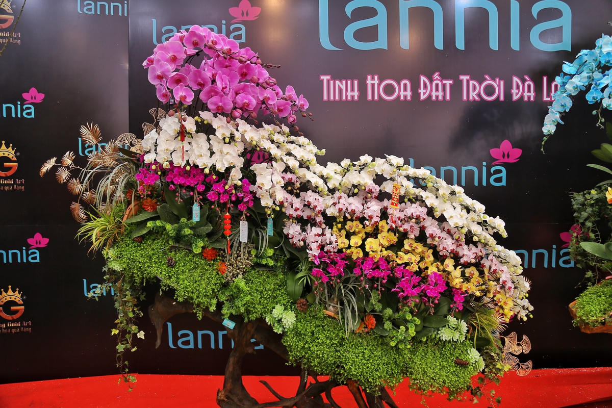 Những sản phẩm lan trên thân gỗ lũa với giá trên dưới 100 triệu đồng.