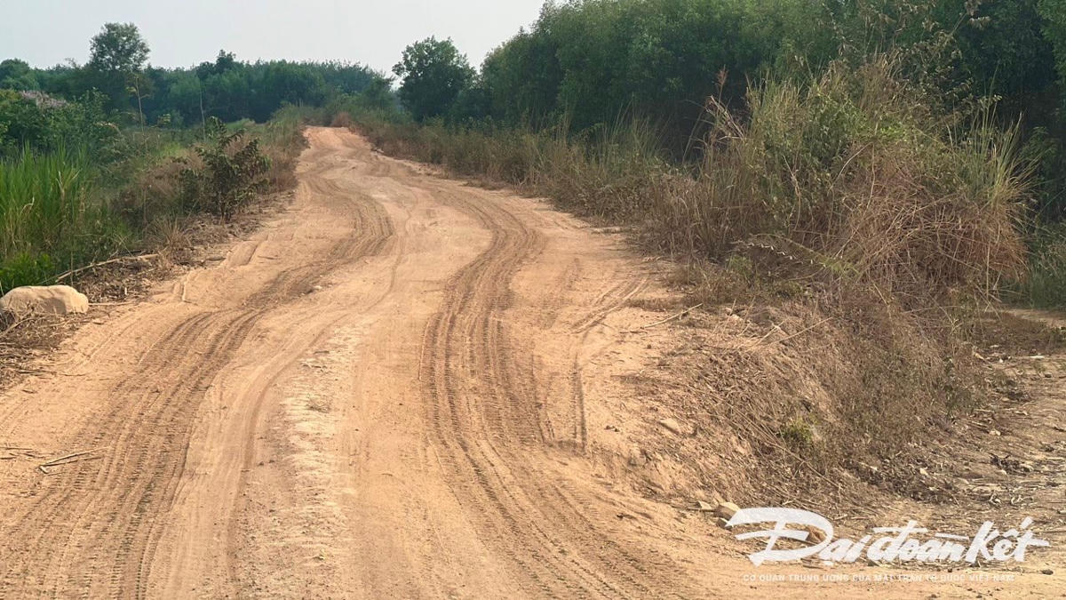 Đường đê bao còn in hình bánh xe do ben chở đất, cát khai thác trái phép đi qua ở xã Đức Tín. Ảnh PV Nguyên Vũ chụp ngày 5/4/2024.
