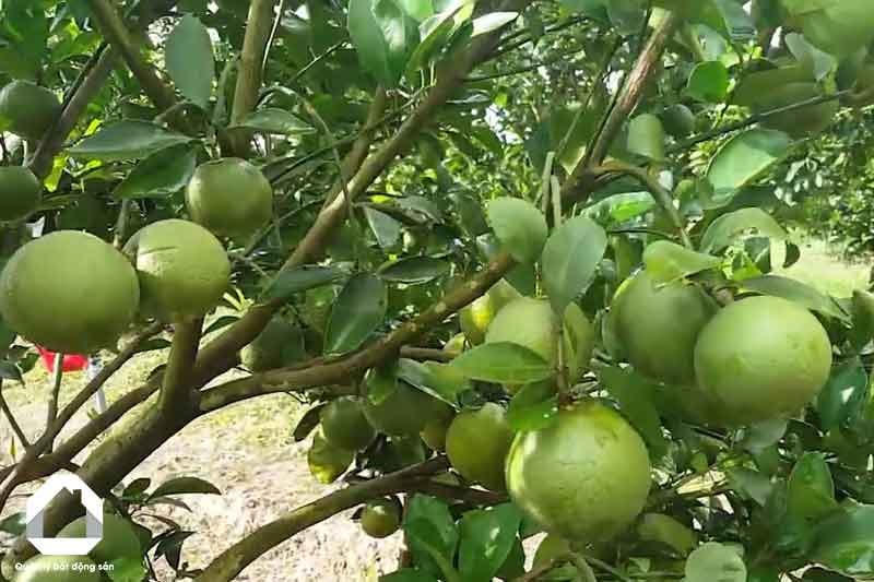 Theo quy định của pháp luật hiện hành, đất trồng cây chỉ được dùng để trồng cây. Ảnh minh họa.