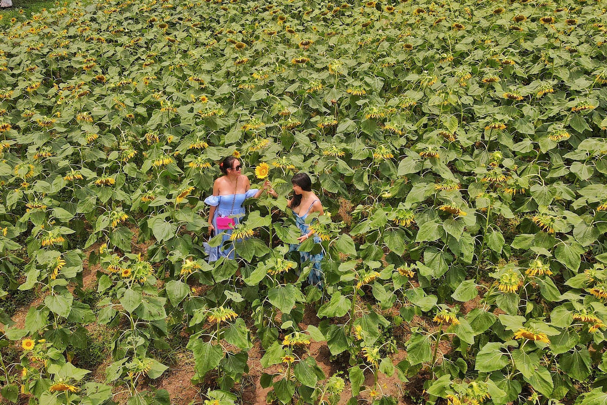 Thời điểm hoa nở đẹp nhất là từ 7 giờ đến 8 giờ sáng và 15 giờ đến 17 giờ chiều.