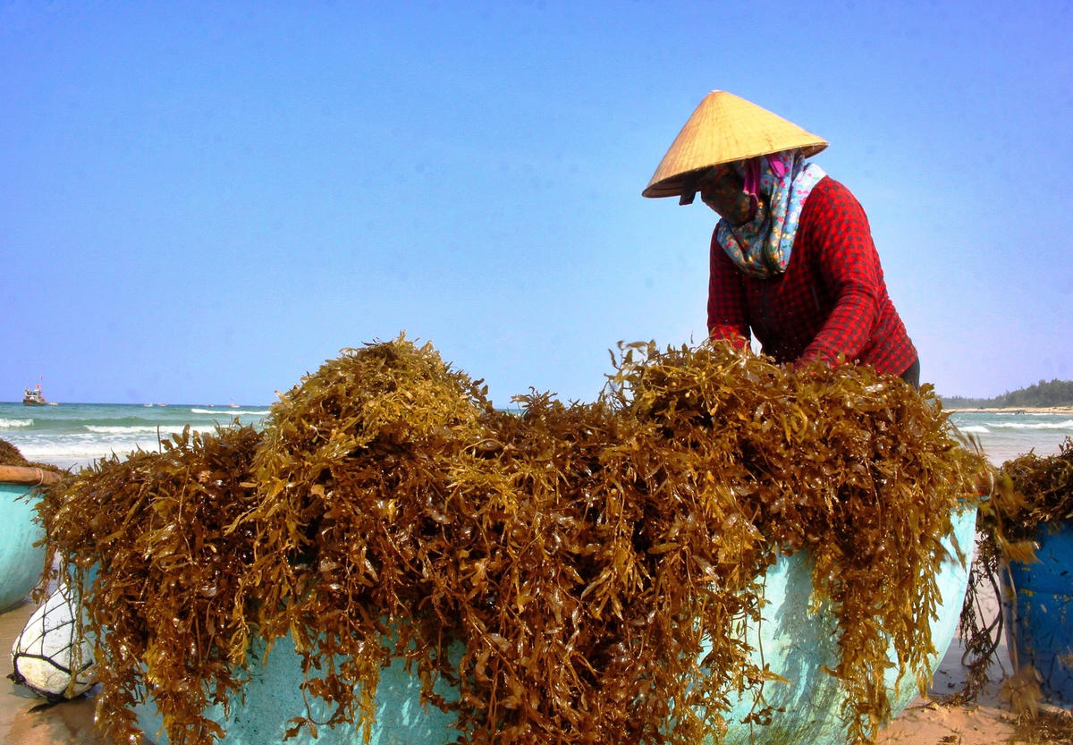 Rong mơ khai thác dưới biển đưa lên bờ.