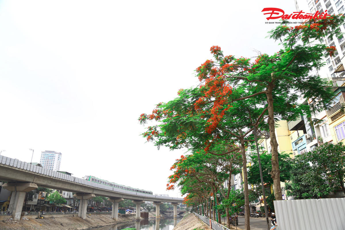 Sông Tô Lịch đẹp ngỡ ngàng bên hàng hoa Phượng vĩ