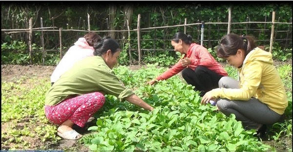 Mô hình “vườn rau sạch an toàn của câu lạc bộ Phụ nữ” khu phố 7, thị trấn Hai Riêng, huyện Sông Hinh (Phú Yên).