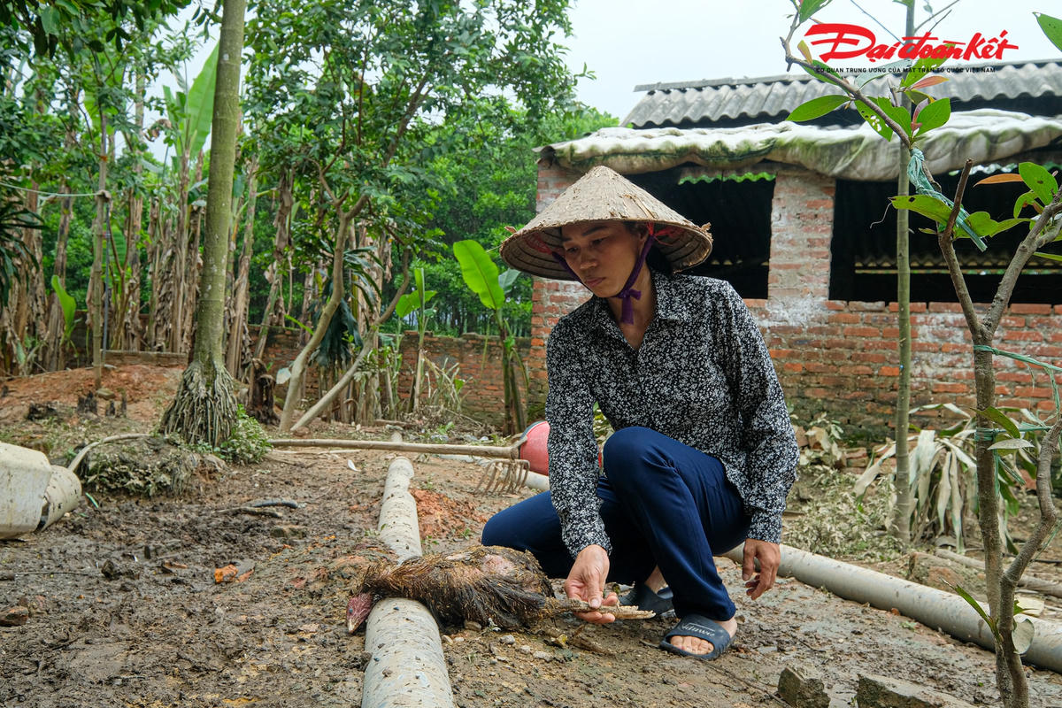 Cầm trên tay con gà bị dòng nước lũ giết chết mà chị Đào không khỏi ngậm ngùi đau xót. “Gần 200 con gà, 57 con vịt, giờ gia đình tôi chỉ còn lại mấy con. Gà thì chết hết, lênh đênh mỗi nơi mỗi con, gia đình tôi nhặt về bỏ dưới hố ga sau vườn. Đau đớn lắm nhưng cũng không biết phải kêu ai”.