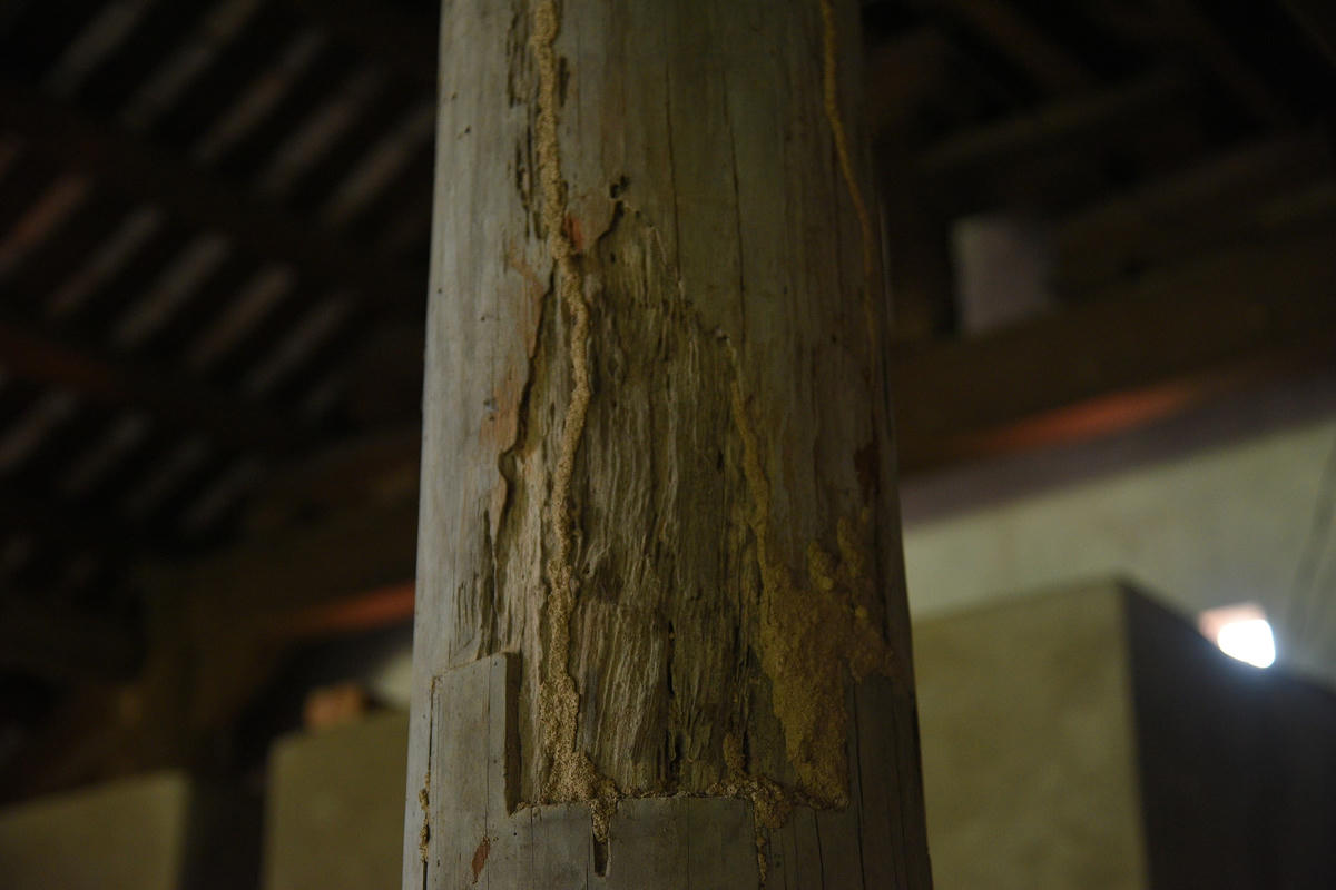 Có những chiếc cột đã bị mối đục khoét rỗng bên trong.