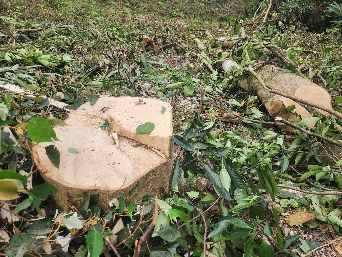 Cây rừng tái sinh có đường kính lớn bị cưa hạ.