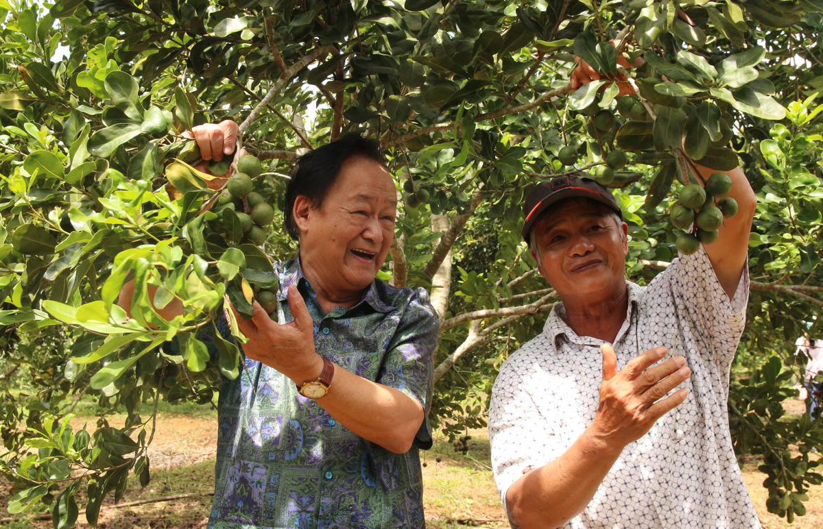 PGS.TS Nguyễn Lân Hùng ngỡ ngàng cây mắc ca trồng xã Vĩnh Sơn, (H. Vĩnh Thạnh, Bình Định) hợp khí hậu, phát triển tốt, ra quả sai.