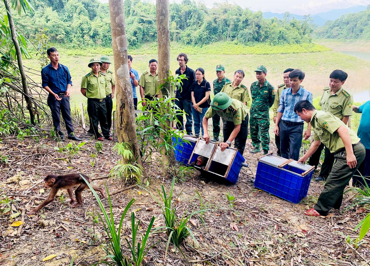 Những loài động vật vừa thả đều thuộc nhóm IIB được quy định trong danh mục thực vật rừng, động vật rừng nguy cấp, quý hiếm.