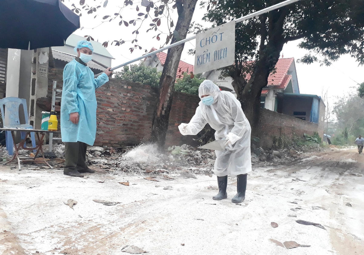 Thời điểm này, cần sự vào cuộc cấp thiết của các địa phương trong việc phòng, chống và kiểm soát dịch cúm gia cầm để tránh khả năng lan rộng. Ảnh: Quang Vinh.