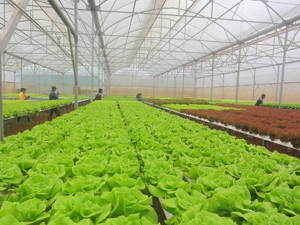 Còn nhiều tiềm năng thu hút đầu tư vào lĩnh vực nông nghiệp.