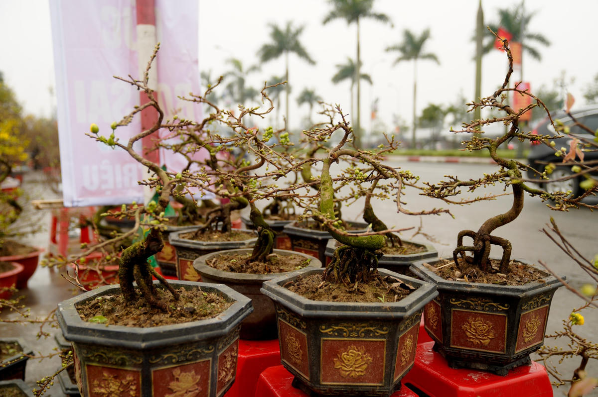 Anh Nguyễn Đồng, chủ một quầy hoa mai Tết tại đường Xô Viết Nghệ Tĩnh cho biết, không khí mua hoa Tết tính đến thời điểm hiện tại vẫn còn rất chậm, người mua hoa không nhiều. Năm nay lượng khách mua tập trung vào các mặt hàng mai mini bonsai để bàn.
