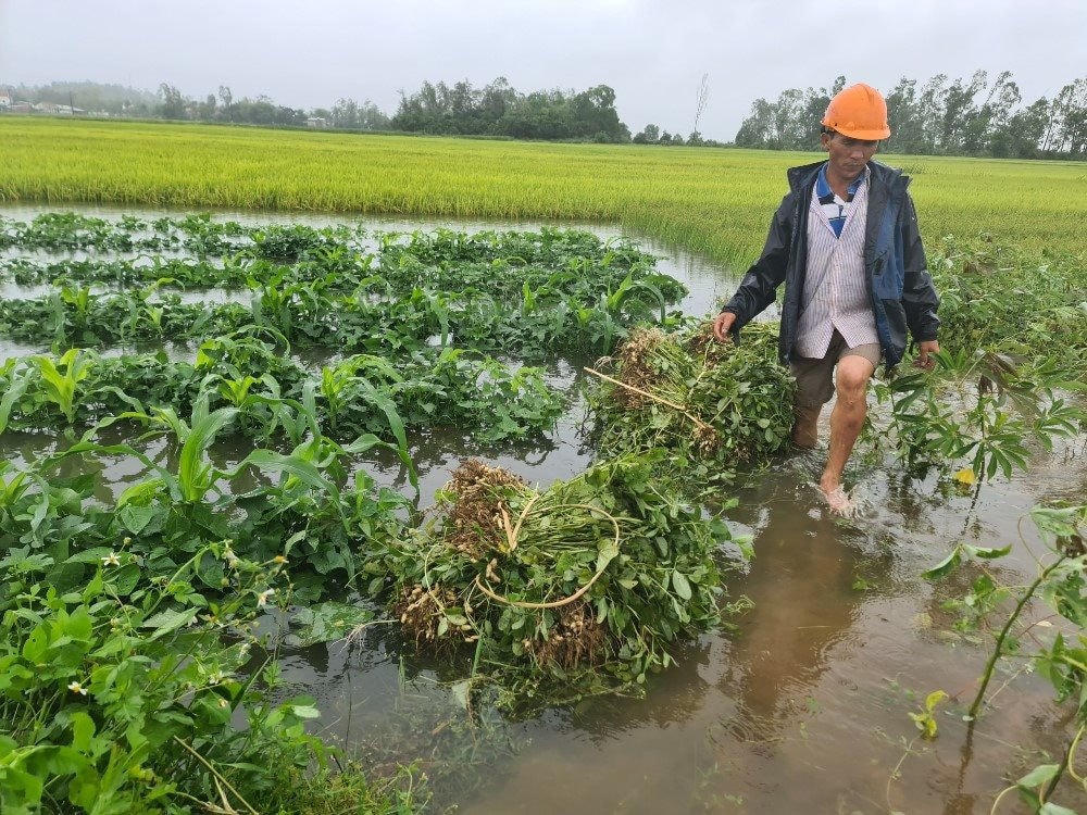 Bình Thuận:  Thiệt hại 3,5 tỷ đồng do mưa lũ