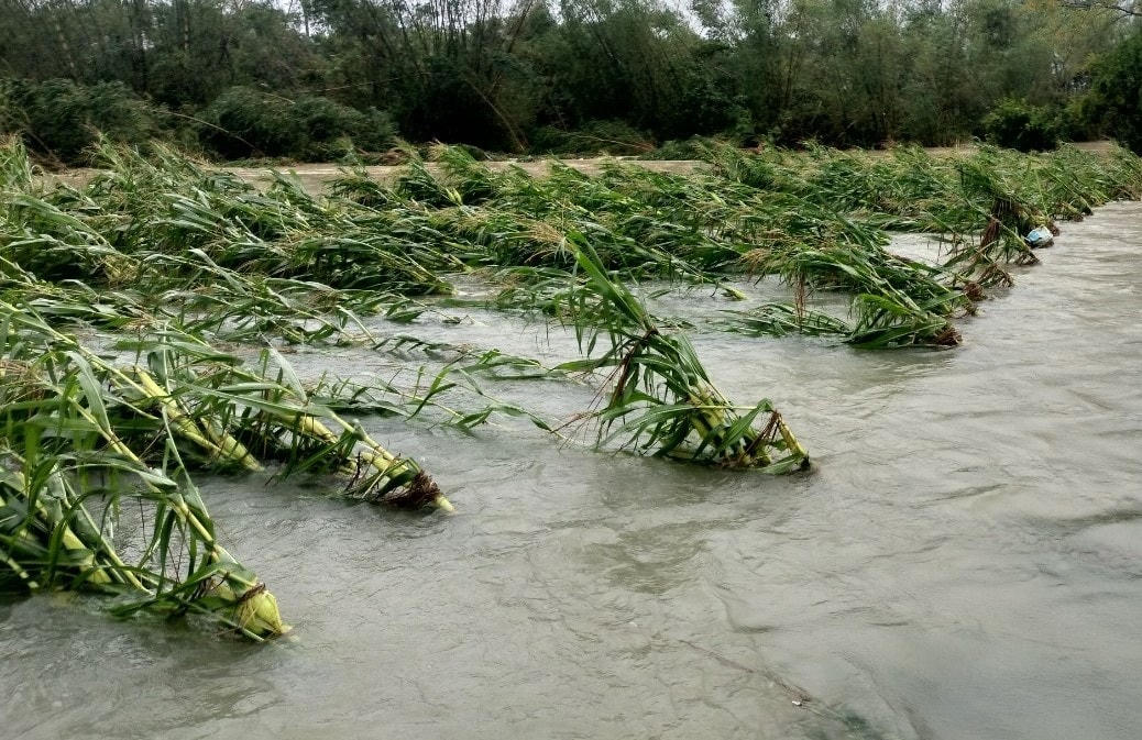 Diện tích hoa màu của người dân huyện Phú Ninh (Quảng Nam) bị ngập nước sâu.