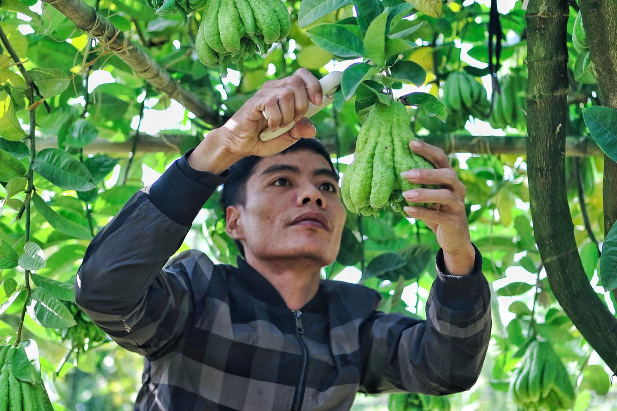 Vựa&nbsp;phật thủ lớn nhất miền Bắc tất bật những ngày cận Tết