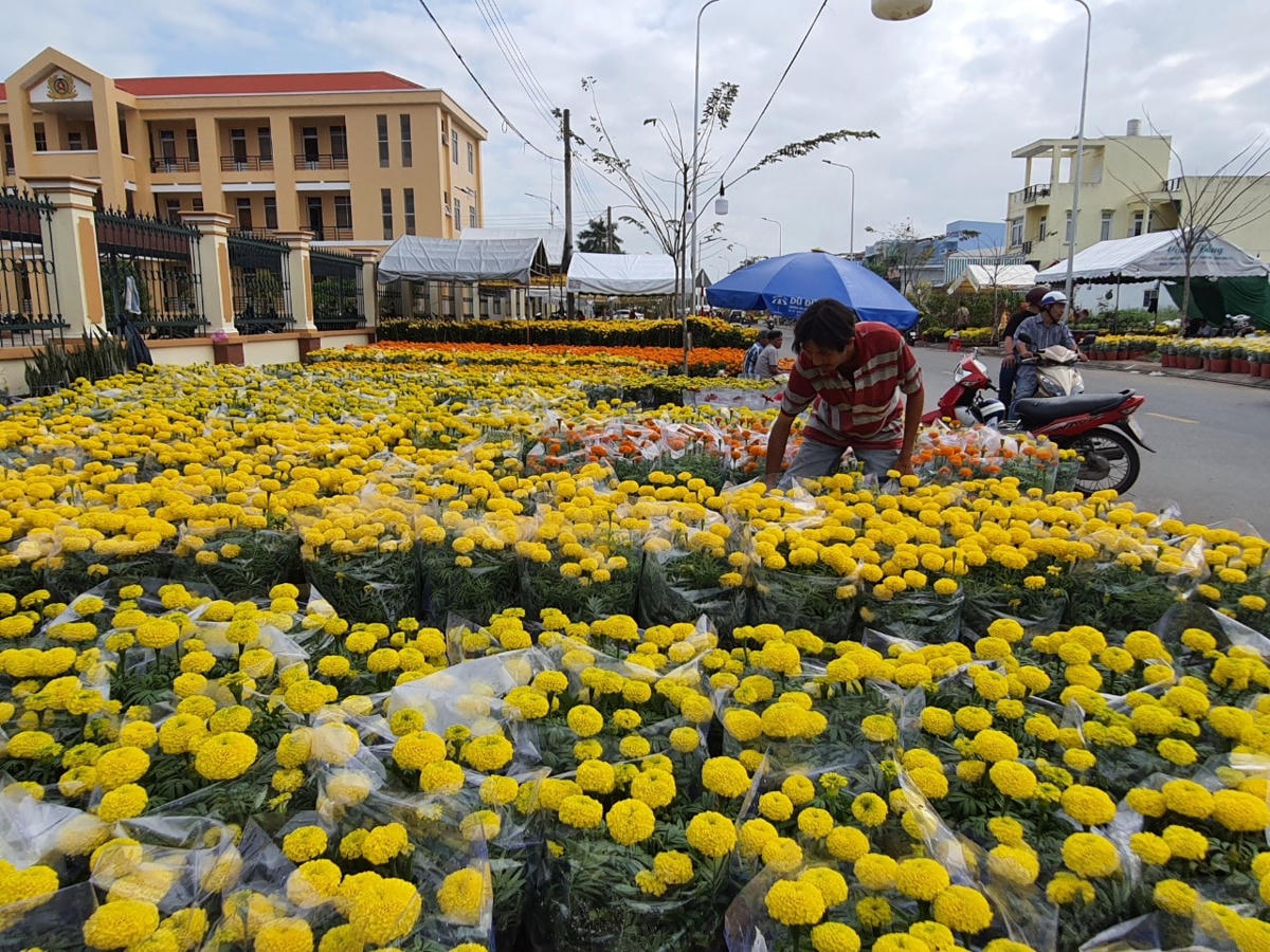 Ngày cuối cùng của năm nhưng nhiều tiểu thương mang hàng trăm chậu hoa vạn thọ lên nhưng tới hôm nay mới bán được vài chục chậu.