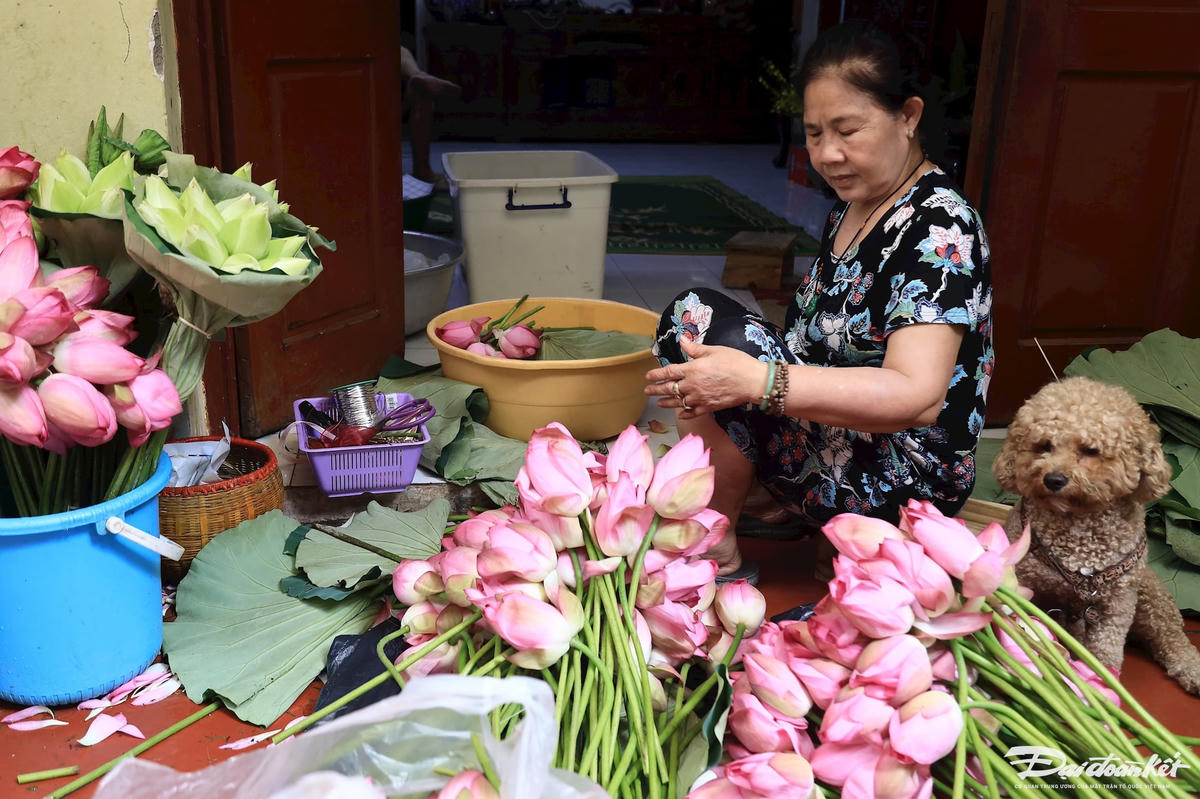 tra_sen-le-khanh1.jpg