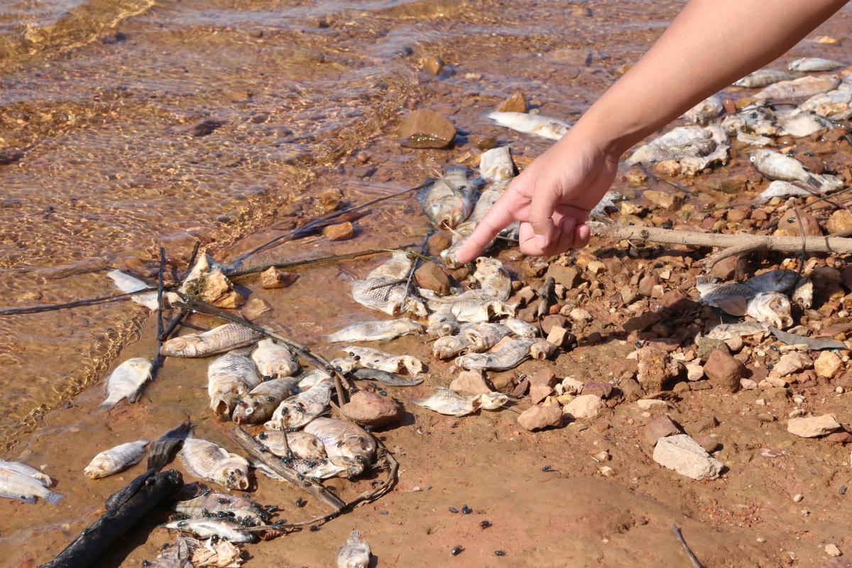 Tình trạng cá chết hàng loạt tại hồ Bộc Nguyên vào ngày 22/8.