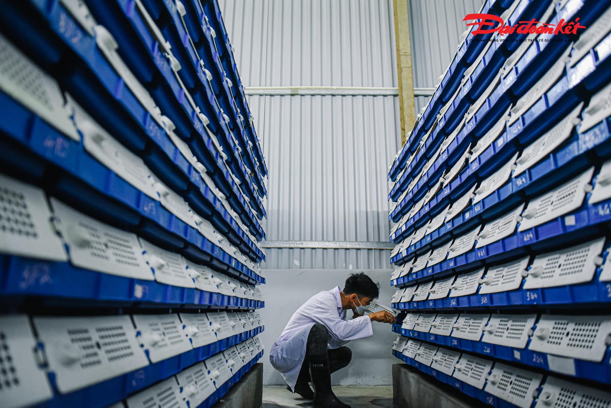 Để có thể nuôi được cua biển trong nhà, anh Cảnh phải thuê xe chở những téc nước từ Hạ Long về Hà Nội với mức giá 500.000 đồng/m3. Hiện trang trại có hơn 1.000 chiếc hộp nuôi cua bằng nước biển. 
