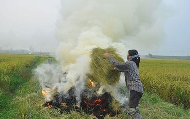 Đốt rơm rạ gây ô nhiễm môi trường.