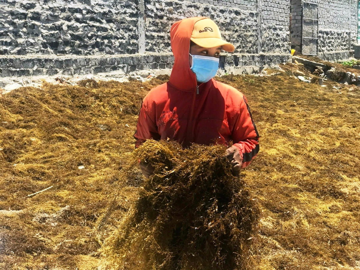 Người dân phơi rong mơ trên bờ biển.